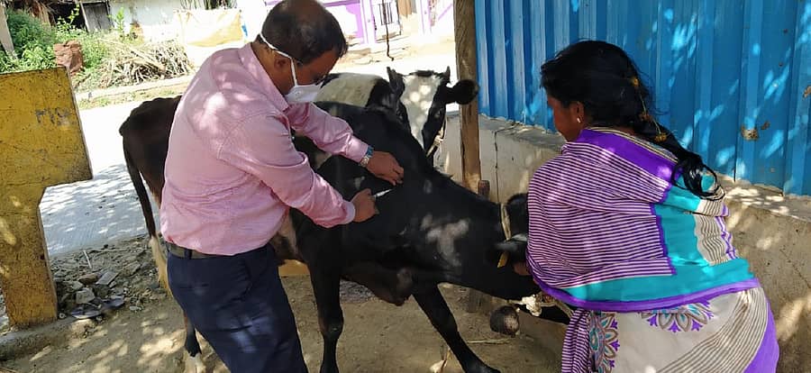 ಹಸುವಿಗೆ ಲಸಿಕೆ ಹಾಕುತ್ತಿರುವುದು–ಸಾಂದರ್ಭಿಕ ಚಿತ್ರ