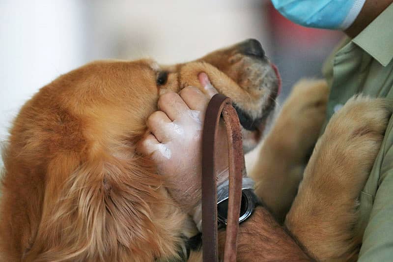 ಸಾಕು ನಾಯಿಯ ಮುದ್ದಾಟ–ಸಾಂದರ್ಭಿಕ ಚಿತ್ರ
