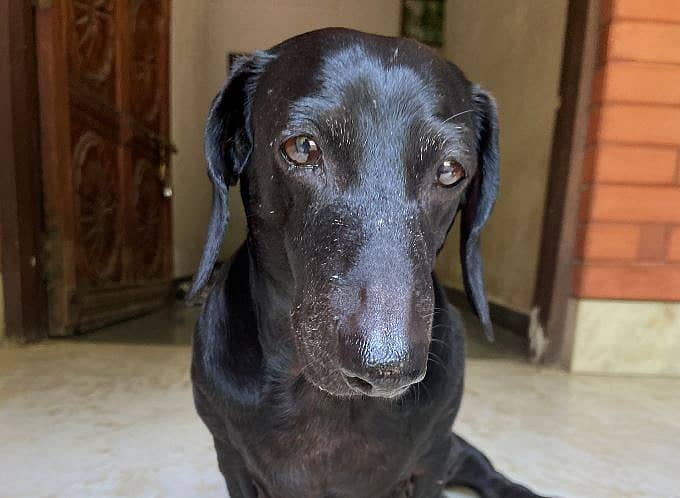 ಸಂಜಯ್‌ ಜಾ ಅವರ ಸಾಕುನಾಯಿ ಲೂಯಿಸ್‌