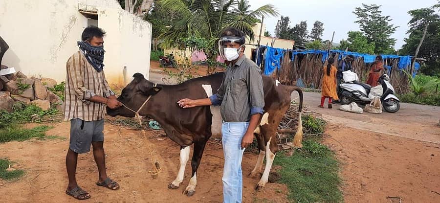 ರಾಮನಗರದ ಗ್ರಾಮವೊಂದರಲ್ಲಿ ಭಾನುವಾರ ಪಶುವೈದ್ಯ ಕೃಷ್ಣಮೂರ್ತಿ ಹಸುವಿಗೆ ಲಸಿಕೆ ನೀಡಿದರು