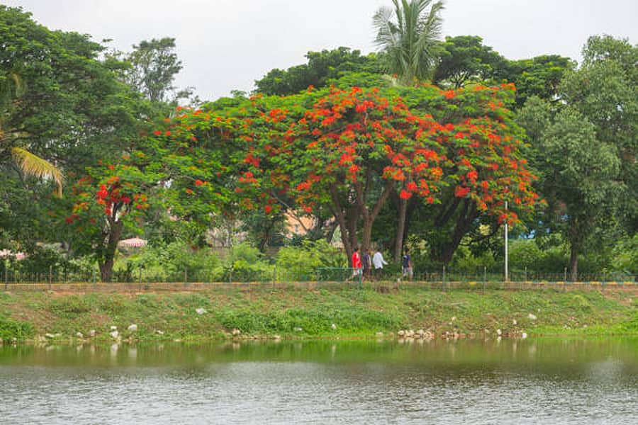ಕೆರೆಯ ನೋಟ–ಸಾಂದರ್ಭಿಕ ಚಿತ್ರ