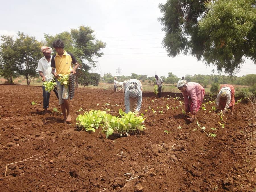 ಹುಣಸೂರು ತಾಲ್ಲೂಕಿನ ವಿವಿಧೆಡೆ ನಡೆದಿರುವ ತಂಬಾಕು ಸಸಿ ನಾಟಿ ಕೆಲಸ