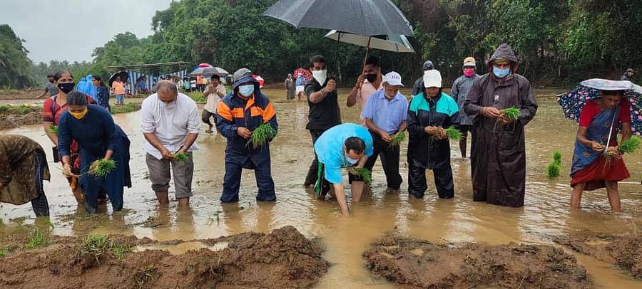 ಉಪ್ಪೂರು ಗ್ರಾಮ ಪಂಚಾಯಿತಿ ವ್ಯಾಪ್ತಿಯಲ್ಲಿ ಸಾವಯುವ ಕೃಷಿ ನಾಟಿ ಕಾರ್ಯಕ್ಕೆ ಮಾಜಿ ಸಚಿವ ಪ್ರಮೋದ್ ಮಧ್ವರಾಜ್, ಶಾಸಕ ಕೆ.ರಘುಪತಿ ಭಟ್ ನೇಜಿ ನೆಡುವ ಮೂಲಕ ಚಾಲನೆ ನೀಡಿದರು.