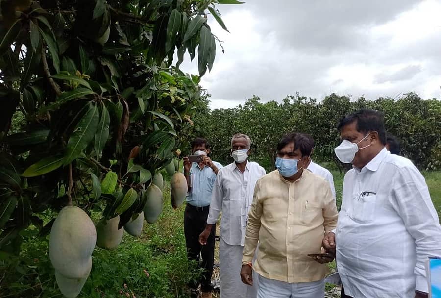 ತೋಟಗಾರಿಕೆ ಸಚಿವ ಆರ್‌.ಶಂಕರ್‌ ಶ್ರೀನಿವಾಸಪುರ ತಾಲ್ಲೂಕಿನ ಹೊಗಳಗೆರೆಯ ಮಾವು ಉತ್ಕೃಷ್ಟ ಮತ್ತು ಅಭಿವೃದ್ಧಿ ಕೇಂದ್ರಕ್ಕೆ ಮಂಗಳವಾರ ಭೇಟಿ ನೀಡಿ ಪರಿಶೀಲನೆ ಮಾಡಿದರು