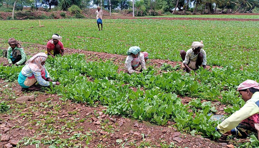 ಹರಪನಹಳ್ಳಿ ತಾಲ್ಲೂಕು ತಿಪ್ಪನಾಯಕನಹಳ್ಳಿ ಗ್ರಾಮದ ರೈತ ಸುಣಗಾರ ಕೆಂಚಪ್ಪ ಅವರ ಹೊಲದಲ್ಲಿ ಸೊಪ್ಪು ಕತ್ತರಿಸುತ್ತಿರುವ ಮಹಿಳೆಯರು.