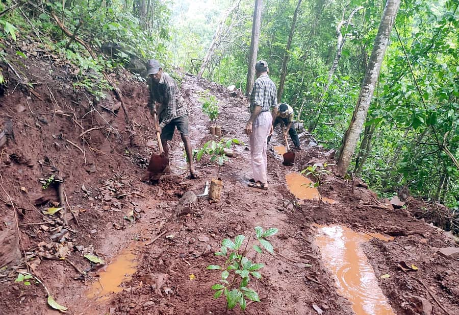 ಯಲ್ಲಾಪುರ ತಾಲ್ಲೂಕಿನ ದೇಹಳ್ಳಿ ಗ್ರಾಮ ಪಂಚಾಯಿತಿಯ ಕುಂಬ್ರಾಳದಲ್ಲಿರುವ ಜಲಪಾತಕ್ಕೆ ನಿರ್ಮಿಸಿದ್ದ ರಸ್ತೆಯಲ್ಲಿ ಅರಣ್ಯ ಇಲಾಖೆ ಸಿಬ್ಬಂದಿ ಈಚೆಗೆ ಗಿಡಗಳನ್ನು ನೆಟ್ಟರು