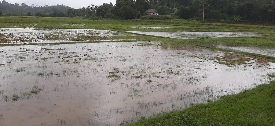 ವಿರಾಜಪೇಟೆ ಸಮೀಪದ ಆರ್ಜಿ ಗ್ರಾಮದ ವ್ಯಾಪ್ತಿಯಲ್ಲಿ ಸುರಿದ ಮಳೆಗೆ ಭತ್ತದ ಗದ್ದೆಗಳಲ್ಲಿ ನೀರು ನಿಂತಿದೆ