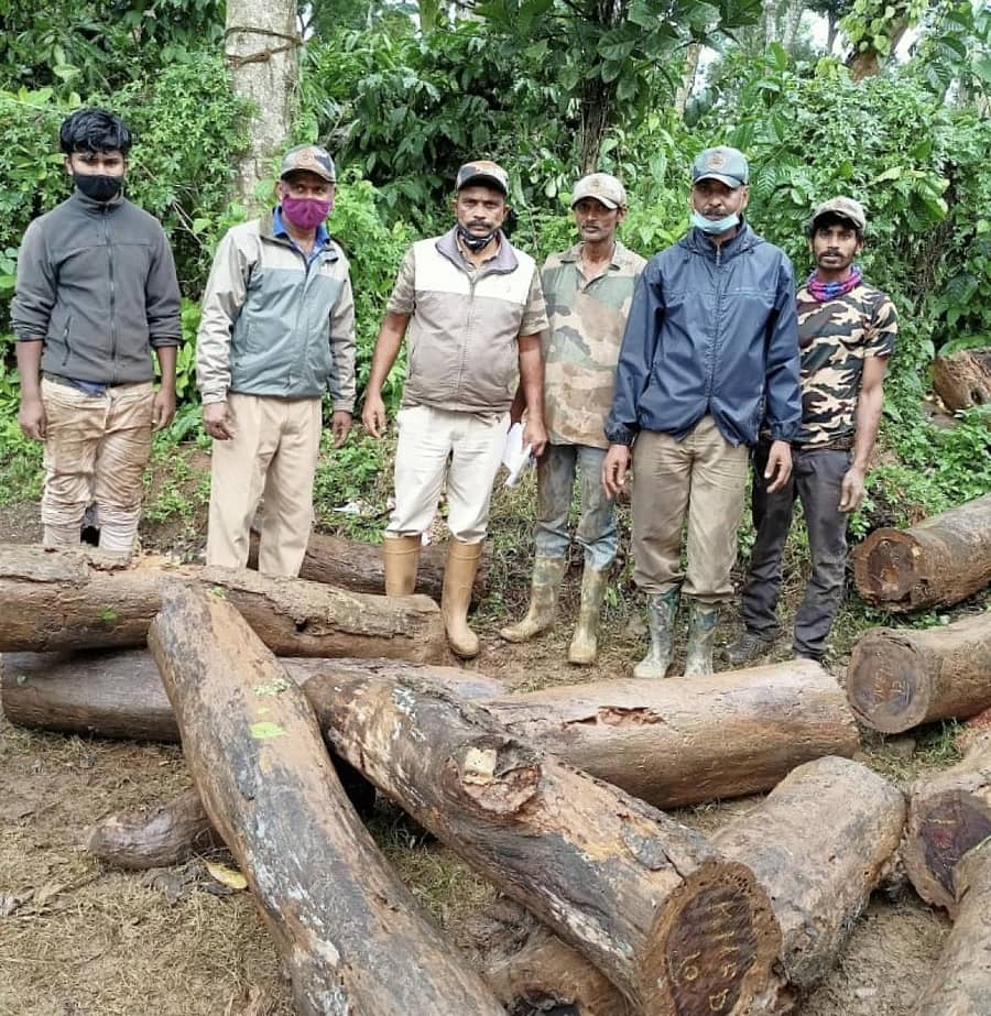 ಕುಶಾಲನಗರ ಸಮೀಪದ ವಾಲ್ನೂರು ತ್ಯಾಗತ್ತೂರು ಗ್ರಾಮದ ಕಾಫಿ ತೋಟದಲ್ಲಿ ಅಕ್ರಮವಾಗಿ ಸಂಗ್ರಹಿಸಿಟ್ಟಿದ್ದ ಬೀಟೆ ನಾಟಾಗಳನ್ನು ಅರಣ್ಯ ಸಿಬ್ಬಂದಿ ಮಂಗಳವಾರ ವಶಪಡಿಸಿಕೊಂಡಿರುವುದು
