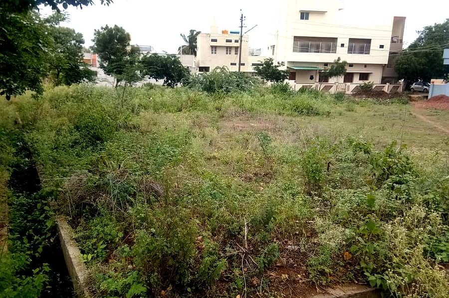 ಬ್ಯಾಡಗಿ ಪಟ್ಟಣದ ನಿಸರ್ಗ ನಗರದಲ್ಲಿ ವಾಸದ ಮನೆಗಳ ಸುತ್ತ ಬೆಳೆದಿರುವ ಗಿಡಗಂಟಿ