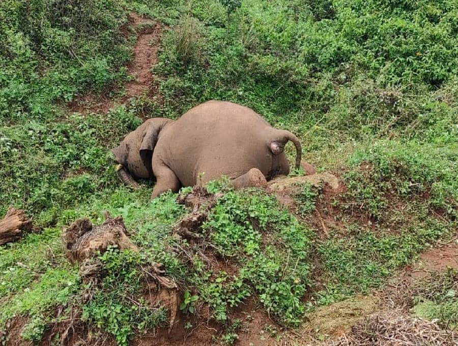 ಬಿಆರ್‌ಟಿ ಅರಣ್ಯದಲ್ಲಿ ಪತ್ತೆಯಾದ ಗಂಡಾನೆಯ ಕಳೇಬರ