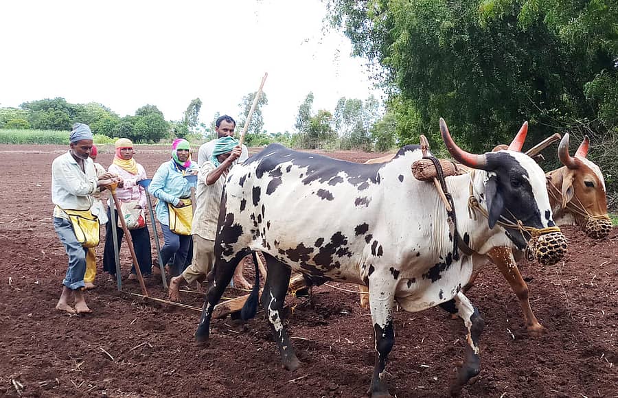 ಬಸವಕಲ್ಯಾಣ ತಾಲ್ಲೂಕಿನ ಅತ್ಲಾಪುರ ವ್ಯಾಪ್ತಿಯ ಸುನಿಲಕುಮಾರ ಅವರ ಹೊಲದಲ್ಲಿ ಬಿತ್ತನೆ ಕೈಗೊಂಡಿರುವುದು