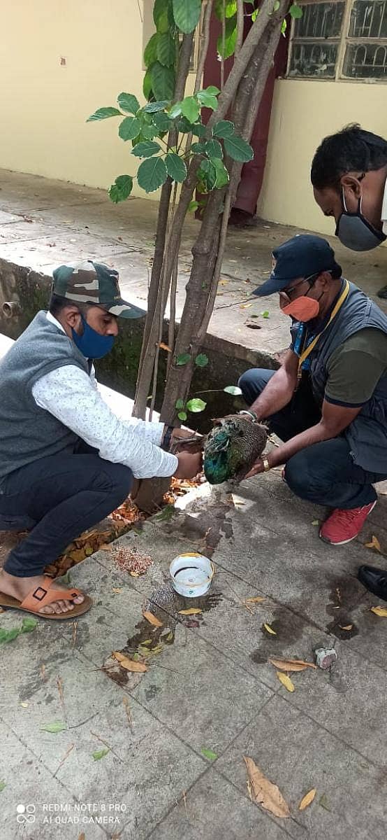 ಡಿಆರ್‌ಡಿಒ ಪ್ರಾಂಗಣದಲ್ಲಿ ಸಿಲುಕಿದ್ದ ಹೆಣ್ಣು ನವಿಲನ್ನು ವನ್ಯಜೀವಿ ಕಾರ್ಯಕರ್ತರು ಬುಧವಾರ ರಕ್ಷಣೆ ಮಾಡಿದರು