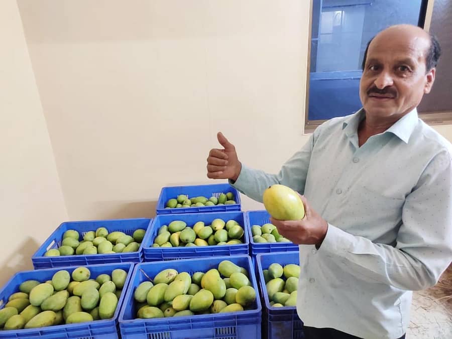 ಮಾವಿನ ಫಸಲಿನೊಂದಿಗೆ ಬೀದರ್ ತಾಲ್ಲೂಕಿನ ಗುನ್ನಳ್ಳಿಯ ರೈತ ವಹಾಬ್