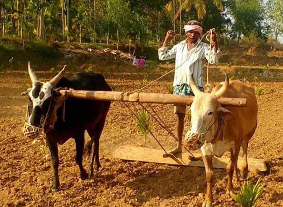 ಭದ್ರಾವತಿ ತಾಲ್ಲೂಕಿನ ಹಿರಿಯೂರು ಬಳಿ ಮೆಕ್ಕೆಜೋಳ ಬಿತ್ತನೆಗೆ ಸಿದ್ಧತೆ ನಡೆಸುತ್ತಿರುವುದು