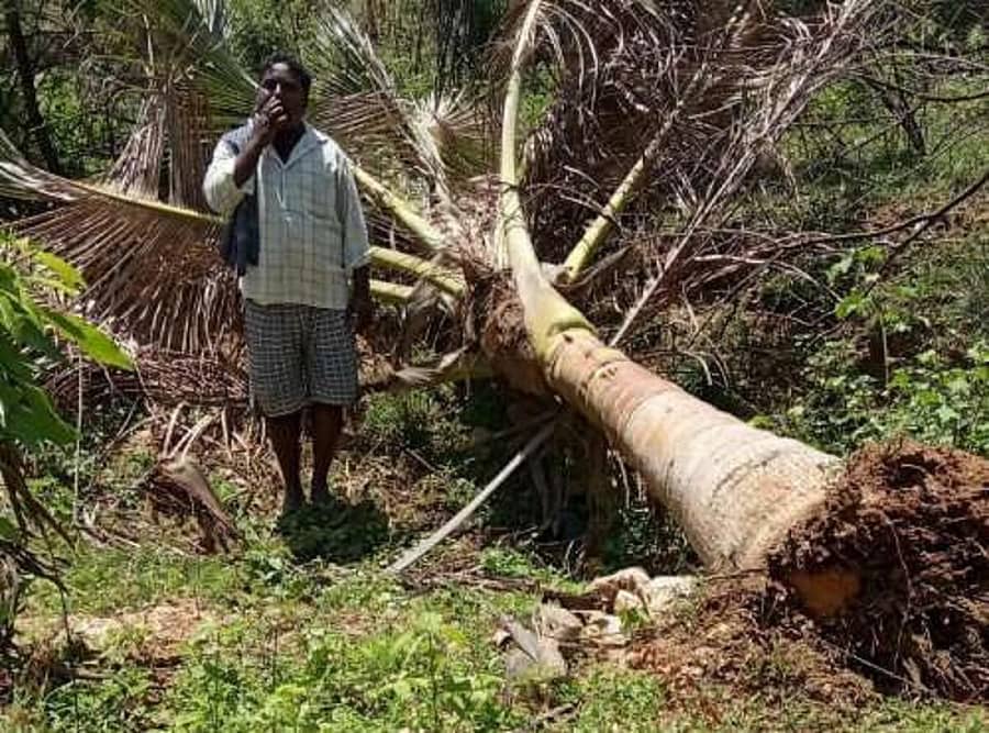 ಆನೆ ದಾಳಿಯಿಂದ ನಾಶವಾದ ತೆಂಗಿನ ಮರ