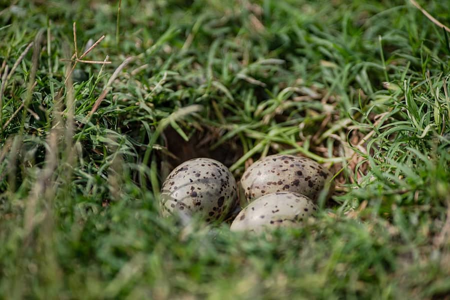 ಕಬಿನಿ ಜಲಾಶಯದ ಹಿನ್ನೀರಿನ ದ್ವೀಪದಂತಹ ಸ್ಥಳದಲ್ಲಿ ಪಕ್ಷಿಗಳ ಮೊಟ್ಟೆ