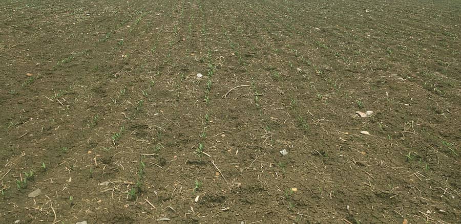 ಸೇಡಂ ತಾಲ್ಲೂಕು ಕುಕ್ಕುಂದಾ ಗ್ರಾಮದ ಹೊಲವೊಂದರಲ್ಲಿ ಬಿತ್ತಿದ ಬೆಳೆ ತೇವಾಂಶ ಕೊರತೆಯಿಂದ ಕುಂಠಿತಗೊಂಡಿರುವುದು