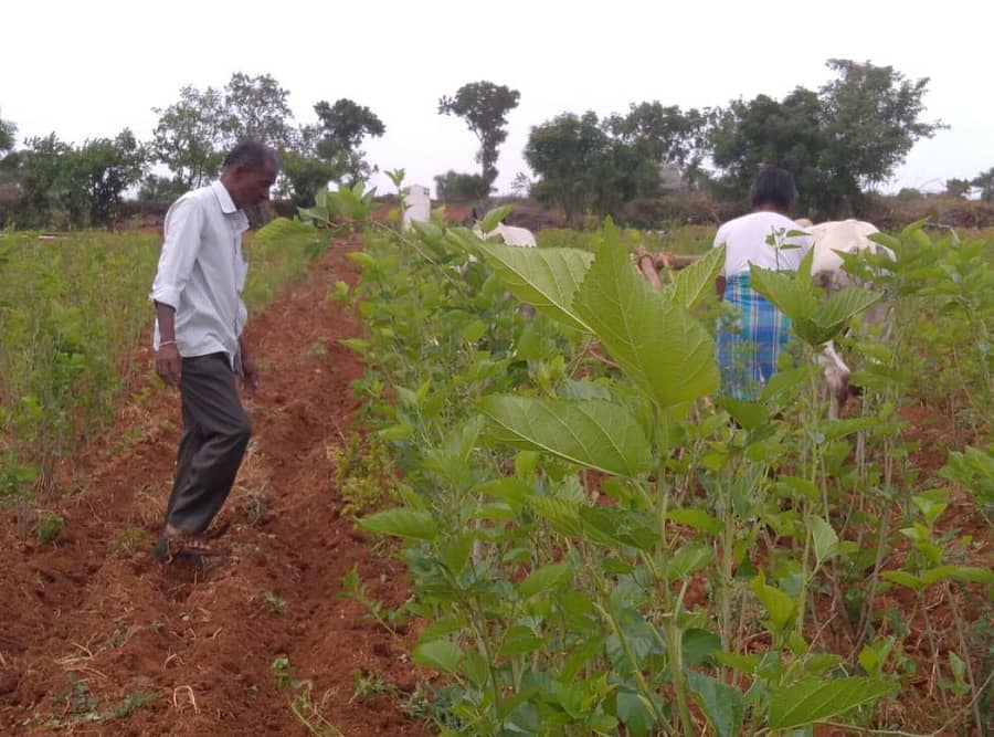 ಯಾದಗಿರಿ ಜಿಲ್ಲೆಯ ಚಾಮನಾಳ ಜಮೀನನಲ್ಲಿ ಬೆಳೆದಿರುವ ಹಿಪ್ಪುನೇರಳೆ