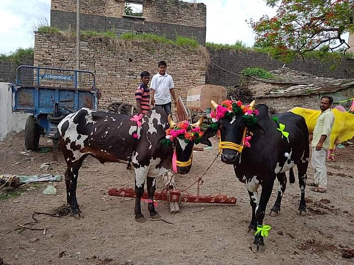 ಕಲಬುರ್ಗಿ ಜಿಲ್ಲೆ ಶಹಾಬಾದ್ ತಾಲ್ಲೂಕಿನ ‌ಮರತೂರ ಗ್ರಾಮದಲ್ಲಿ ಕಾರ ಹುಣ್ಣಿಮೆ ಅಂಗವಾಗಿ ರೈತರು ಎತ್ತುಗಳಿಗೆ ಸಿಂಗರಿಸಿರುವುದು