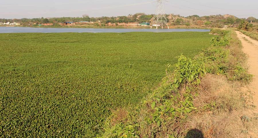 ಮಾಗಡಿಯ ಭಾರ್ಗಾವತಿ ಕೆರೆಯ ಏರಿಯ ದುಃಸ್ಥಿತಿ