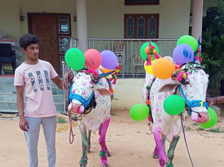 ಶಹಾಪುರ ನಗರದಲ್ಲಿ ಕಾರ ಹುಣ್ಣಿಮೆ ಅಂಗವಾಗಿ ಗುರುವಾರ ಎತ್ತುಗಳನ್ನು ಸಿಂಗಾರ ಮಾಡಲಾಗಿತ್ತು