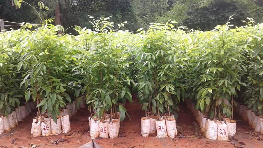 ರೈತರಿಗೆ ರಿಯಾಯಿತಿ ದರದಲ್ಲಿ ಮಾರಾಟ ಮಾಡಲಿಕ್ಕಾಗಿಯೇ ಅರಣ್ಯ ಇಲಾಖೆ ತನ್ನ ನರ್ಸರಿಗಳಲ್ಲಿ ಬೆಳೆಸಿರುವ ಸಸಿಗಳು