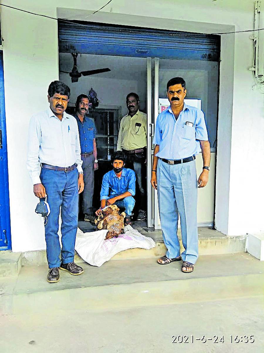 ಅರಣ್ಯ ಸಂಚಾರಿ ದಳದ ಪಿಎಸ್ಐ ಎಂ.ಡಿ.ಅಪ್ಪಾಜಿ ನೇತೃತ್ವದ ತಂಡ ಶ್ರೀಗಂಧದ ತುಂಡುಗಳನ್ನು ವಶ‍‍ಪಡಿಸಿಕೊಂಡಿರುವುದು