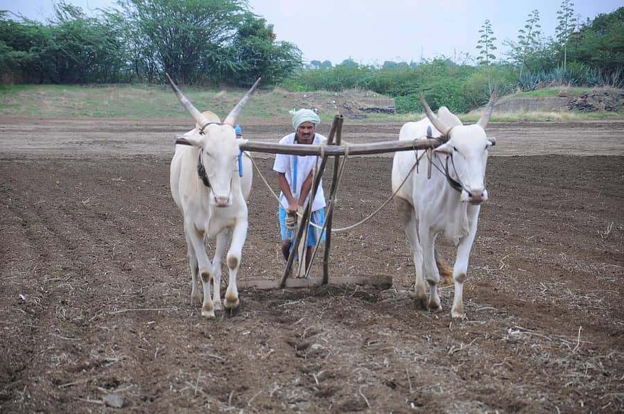ಮನಗೂಳಿ ಹೊರವಲಯದ ಹೊಲವೊಂದರಲ್ಲಿ ಹೊಲವನ್ನು ಬಿತ್ತನೆಗೆ ಸಜ್ಜುಗೊಳಿಸುತ್ತಿರುವ ರೈತ –ಪ್ರಜಾವಾಣಿ ಚಿತ್ರ