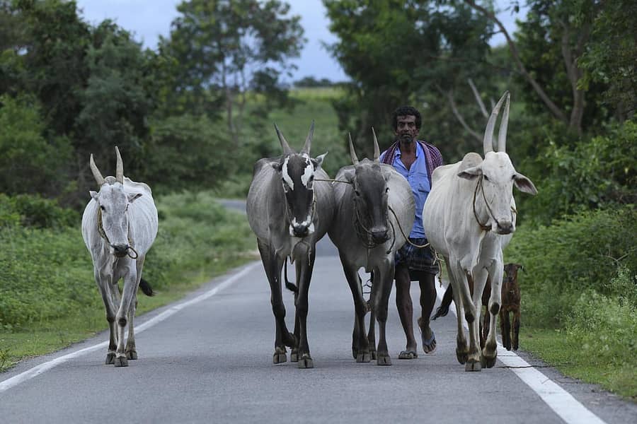 ಎಚ್.ಡಿ.ಕೋಟೆ ತಾಲ್ಲೂಕಿನ ಕಟ್ಟೆಮನುಗನಹಳ್ಳಿ ಬಳಿ ಕೃಷಿ ಚಟುವಟಿಕೆ ನಡೆಸಲಿಕ್ಕಾಗಿ ರೈತರೊಬ್ಬರು ತಮ್ಮ ಜಮೀನಿಗೆ ಜಾನುವಾರು ಜೊತೆ ತೆರಳಿದ ಚಿತ್ರಣಪ್ರಜಾವಾಣಿ ಚಿತ್ರ: ಸತೀಶ್ ಆರಾಧ್ಯ