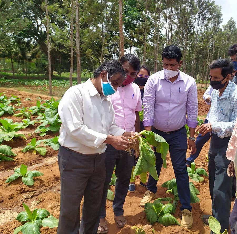 ತಂಬಾಕು ಸಂಶೋಧನಾ ಕೇಂದ್ರದ ಹಿರಿಯ ವಿಜ್ಞಾನಿ ಡಾ.ರಾಮಕೃಷ್ಣ ಮತ್ತು ತಂಡದವರು ಹೊಲದಲ್ಲಿ ರೋಗಬಾಧೆಗೆ ತುತ್ತಾದ ಸಸಿಗಳನ್ನು ಪರಿಶೀಲಿಸಿದರು (ಎಡಚಿತ್ರ). ಹಸಿರು ಹುಳು ರೋಗ ಬಾಧೆಗೆ ಸಿಲುಕಿರುವ ಹೊಗೆಸೊಪ್ಪಿನ ಗಿಡ
