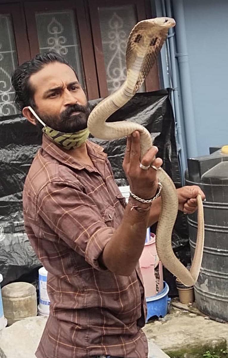 ಗೋಣಿಕೊಪ್ಪಲಿನ ದಿಲೀಪ್ ಅವರ ಮನೆಯಲ್ಲಿದ್ದ ನಾಗರಹಾವನ್ನು ಸ್ನೇಕ್ ಭಾವೆ ಅವರು ಹಿಡಿದರು