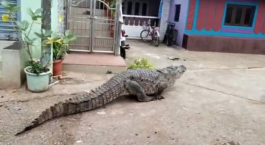 ದಾಂಡೇಲಿಯ ಕೋಗಿಲಬನ ಗ್ರಾಮದಲ್ಲಿ ಗುರುವಾರ ಬೆಳಿಗ್ಗೆ ದೊಡ್ಡ ಗಾತ್ರದ ಮೊಸಳೆಯೊಂದು ರಸ್ತೆಯಲ್ಲಿ ಕಾಣಿಸಿಕೊಂಡಿತು