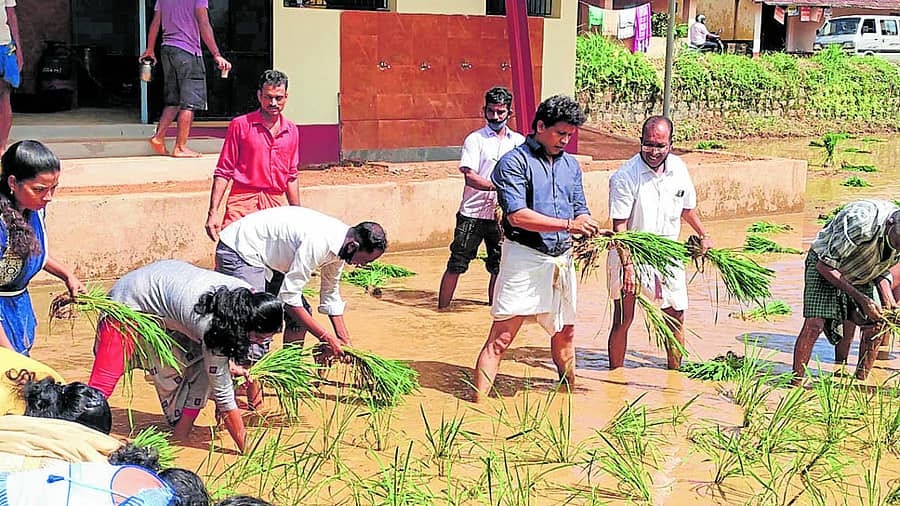 ಸುರತ್ಕಲ್ ರಥಬೀದಿಯಲ್ಲಿರುವ ಬಾಕಿಮಾರು ಗದ್ದೆಯಲ್ಲಿ ಶಾಸಕ ಡಾ. ಭರತ್ ಶೆಟ್ಟಿ ನೇಜಿ ನೆಟ್ಟರು.