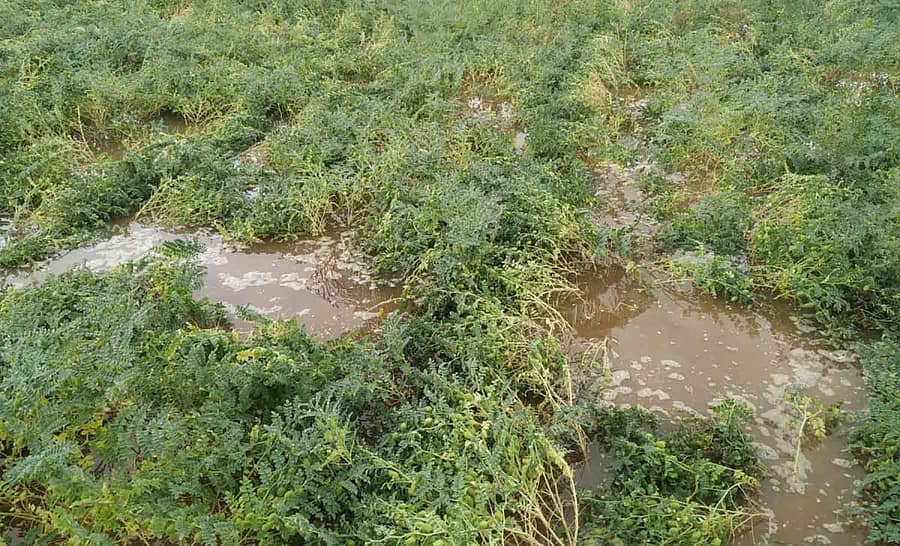 ಹಿರಿಯೂರು ತಾಲ್ಲೂಕಿನ ಬಬ್ಬೂರಿನಲ್ಲಿ ಈ ಹಿಂದೆ ಸುರಿದ ಅಕಾಲಿಕ ಮಳೆಯಿಂದಾಗಿ ಕಾಂತರಾಜ್ ಎಂಬುವವರ ಜಮೀನಿನಲ್ಲಿ ಕಡಲೆ ಬೆಳೆ ನೀರಿನಲ್ಲಿ ಮುಳುಗಿರುವುದು (ಸಂಗ್ರಹ ಚಿತ್ರ).