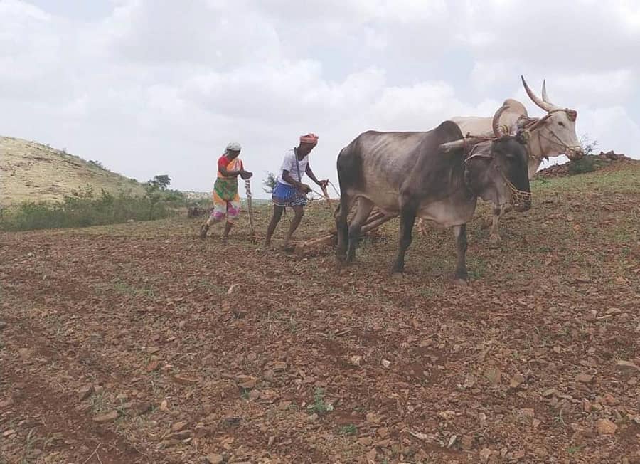  ಗೆಜ್ಜಲಗಟ್ಟಾ ಗ್ರಾಮದ ರೈತರು ಜಮೀನಿನಲ್ಲಿ ಬಿತ್ತನೆ ಮಾಡುತ್ತಿರುವುದು