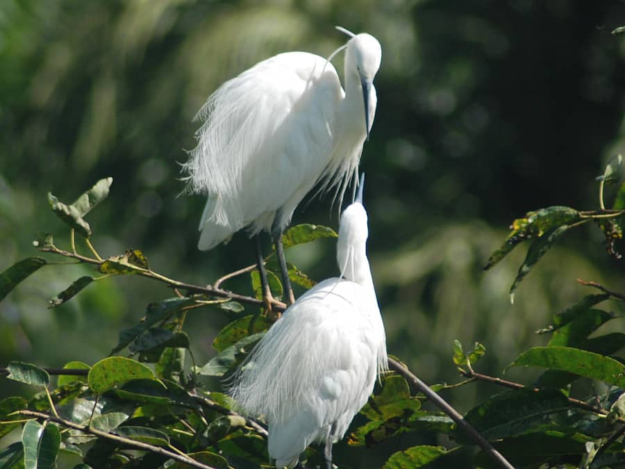 ನಾಪೋಕ್ಲುವಿನ ಅಪ್ಪಚ್ಚಕವಿ ರಸ್ತೆ ಬದಿಯ ಮರಗಳಲ್ಲಿ ಬೆಳ್ಳಕ್ಕಿಗಳ ಕಲರವ