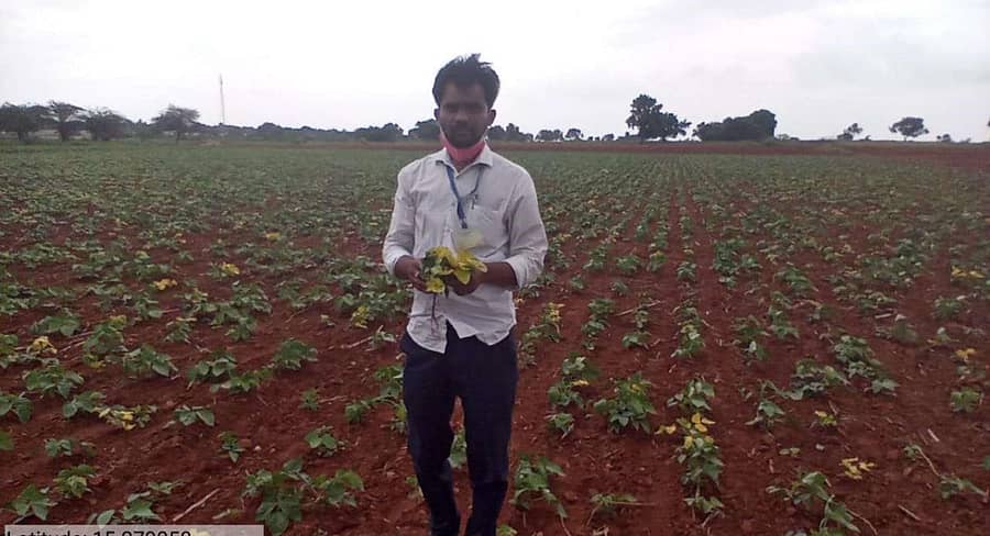 ಅಳವಂಡಿ ಹೋಬಳಿ ವ್ಯಾಪ್ತಿಯ ಹೊಲವೊಂದರಲ್ಲಿ ಹಳದಿ ನಂಜಾಣು ರೋಗ ಬಾಧಿತ ಹೆಸರು ಬೆಳೆಯನ್ನು ಕೃಷಿ ಅಧಿಕಾರಿ ಯೋಗೇಶ ಪರಿಶೀಲಿಸಿದರು