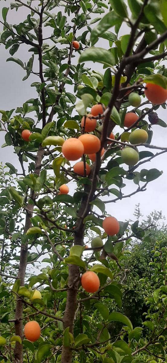 ಕರಡಿಗೆ ಪ್ರಿಯವಾದ ಕೇಸರಿ ಬಣ್ಣದ ನಗರೆ ಹಣ್ಣು