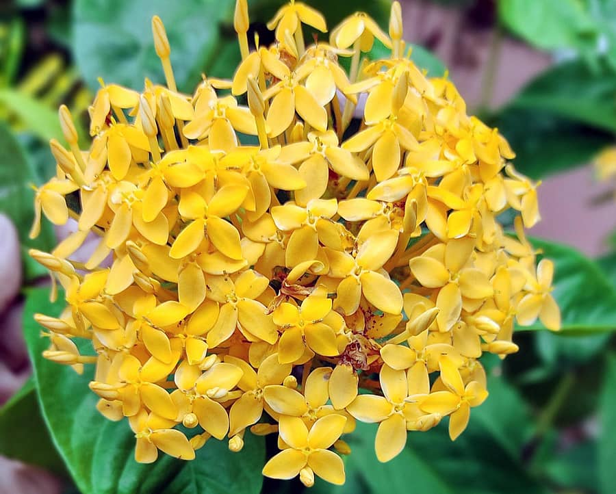 ಕಾರಪುರ ಮಠದ ಬಳಿ ಕಂಡುಬಂದ ಹಳದಿ ಕೇಪುಳ