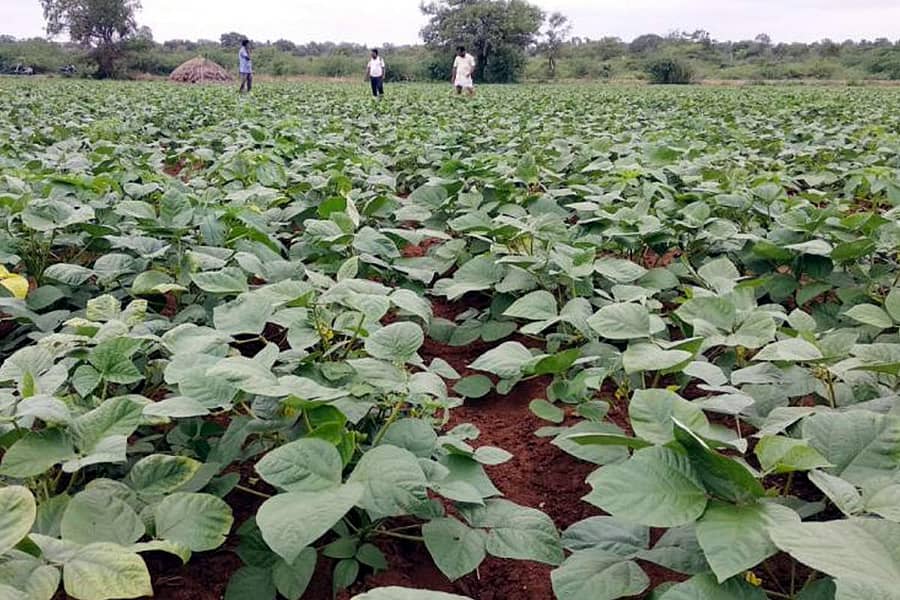 ಹನುಮಸಾಗರ ಸಮೀಪದ ಹೂಲಗೇರಿ ಭಾಗದಲ್ಲಿ ಹುಲುಸಾಗಿ ಬೆಳೆದ ಹೆಸರು ಬೆಳೆ