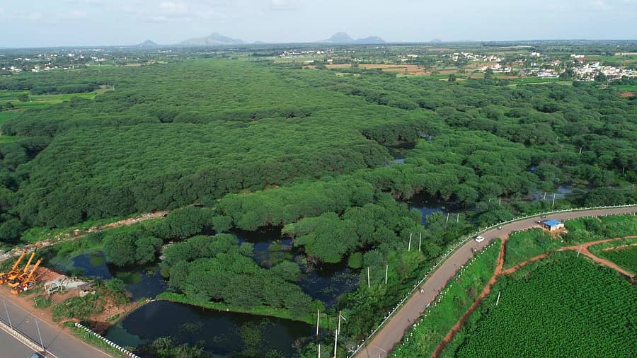 ಗೌಡನ ಕೆರೆಯನ್ನು ಆವರಿಸಿರುವ ಜಾಲಿಮರಗಳು ಹಸಿರು ಚಾದರವನ್ನು ಕೆರೆಗೆ ಹೊದ್ದಿಸಿದಂತೆ ಕಾಣಿಸುತ್ತದೆ