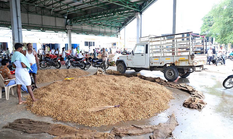 ರಾಯಚೂರಿನಲ್ಲಿ ಸೋಮವಾರ ಸುರಿದ ಮಳೆಗೆ ಎಪಿಎಂಸಿ ಶೆಡ್‌ಗೆ ನೀರು ನುಗ್ಗಿದ್ದರಿಂದ ರೈತರು ರಾಶಿಹಾಕಿದ್ದ ಶೇಂಗಾ ತೋಯ್ದುಹೋಯಿತು