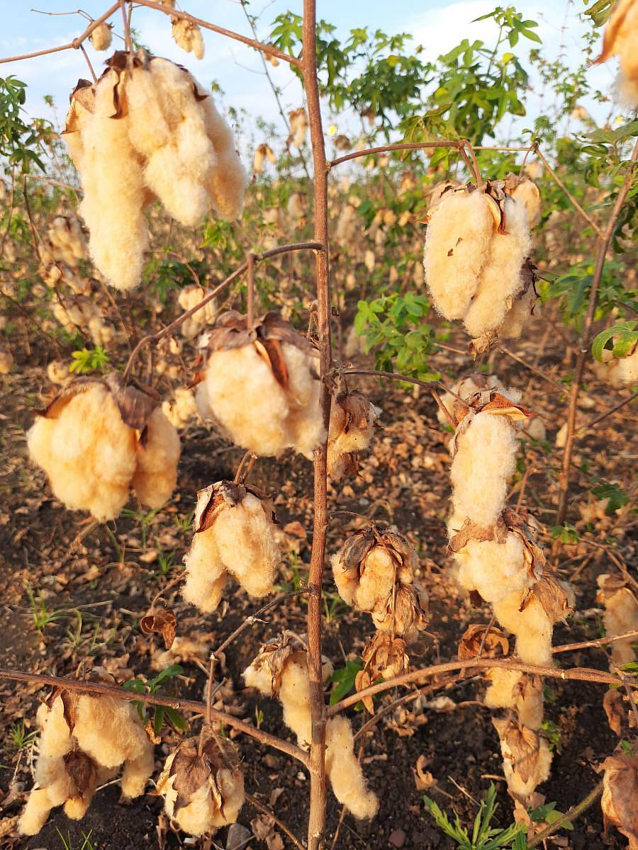 ಧಾರವಾಡ ಕೃಷಿ ವಿಶ್ವವಿದ್ಯಾಲಯವು ಅಭಿವೃದ್ಧಿಪಡಿಸಿ ವಾಣಿಜ್ಯ ಬಳಕೆಗೆ ಮುಕ್ತಗೊಳಿಸಿರುವ ಡಿಡಿಸಿಸಿ–1 ಕಂದು ಬಣ್ಣದ ಹತ್ತಿ