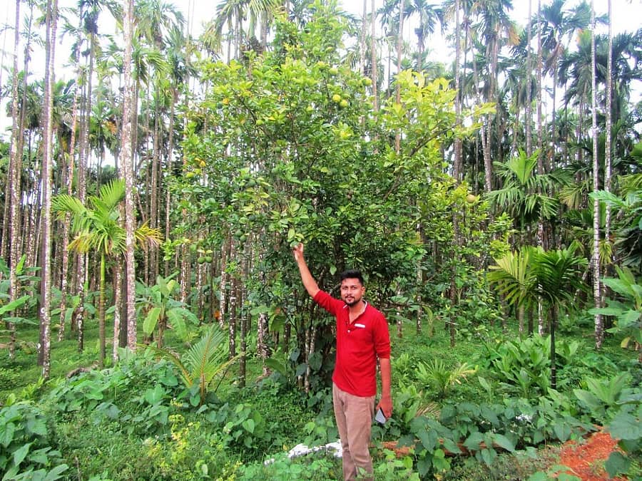 ಮೊಹನ್ ಕುಮಾರ್ ಜೈನ್ ತಾವು ಬೆಳೆದಿರುವ ಗಜನಿಂಬೆ ಜತೆ