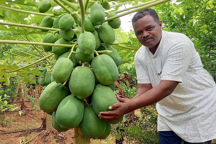ಹನುಮಸಾಗರದ ಪ್ರಗತಿಪರ ರೈತ ಚಂದ್ರಶೇಖರ ಹಿರೇಮನಿ ಹೊಲದಲ್ಲಿ ಬೆಳೆದಿರುವ ಪಪ್ಪಾಯ
