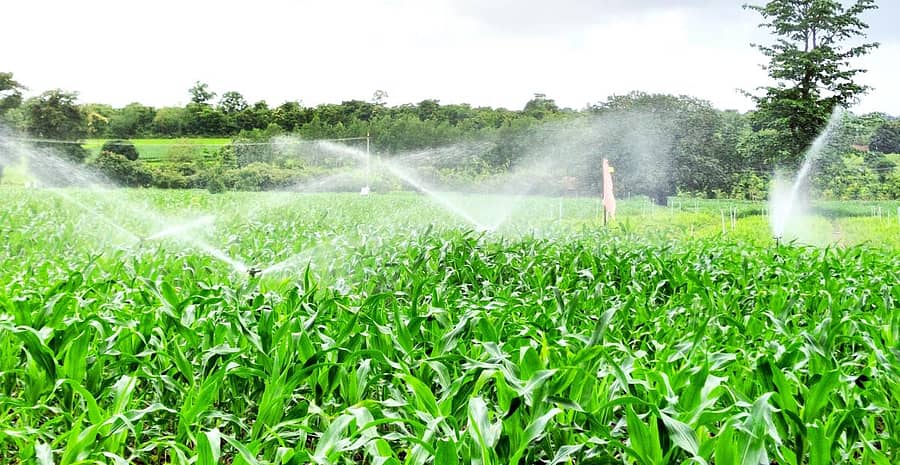 ಮುಂಡಗೋಡ ತಾಲ್ಲೂಕಿನ ಅಂದಲಗಿ ರಸ್ತೆ ಪಕ್ಕ ಮೆಕ್ಕೆಜೋಳಕ್ಕೆ ಕೊಳವೆಬಾವಿ ನೀರನ್ನು ಒದಗಿಸಿದ ನೋಟ