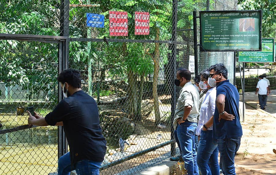 ಉದ್ಯಾನಕ್ಕೆ ಭೇಟಿ ನೀಡಿದ್ದ ಪ್ರವಾಸಿಗರು ಪ್ರಾಣಿಗಳನ್ನು ಕಣ್ತುಂಬಿಕೊಂಡರು - ಪ್ರಜಾವಾಣಿ ಚಿತ್ರ–ರಂಜು ಪಿ.