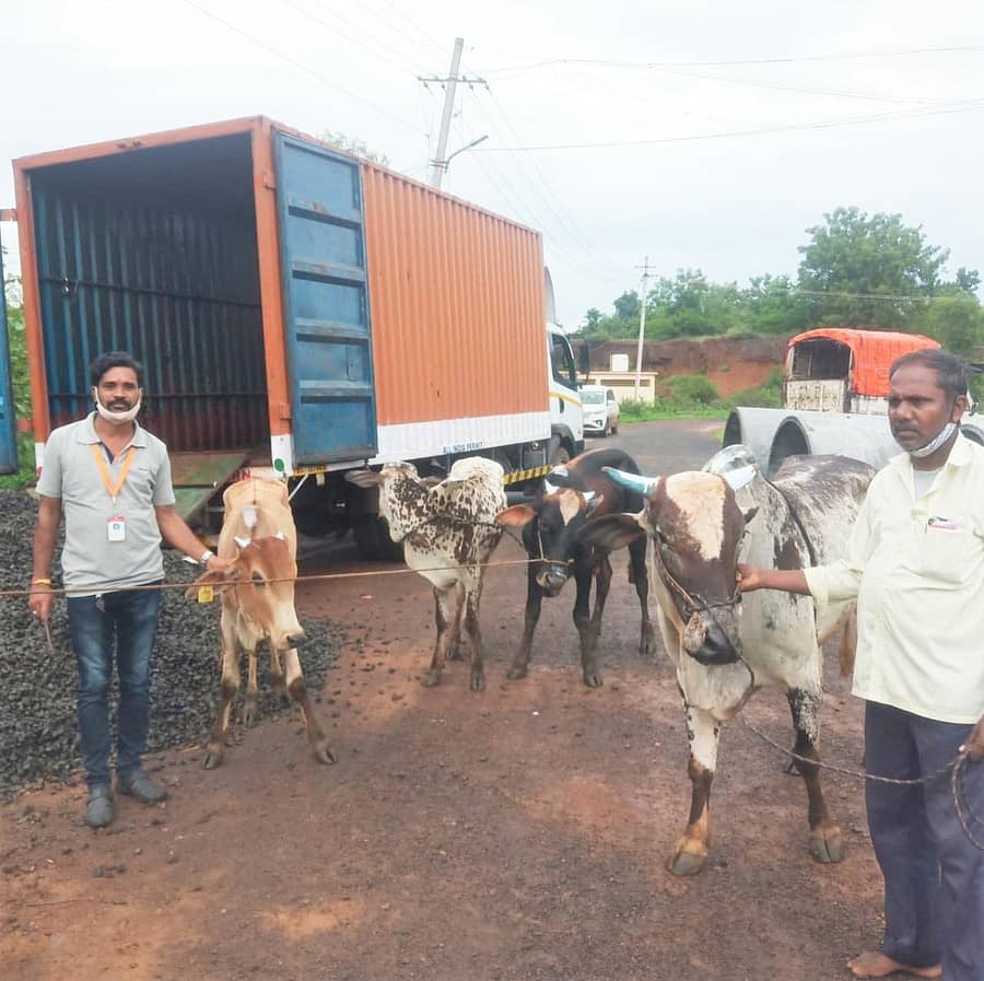 ಚಿಟಗುಪ್ಪ ಹೊರವಲಯದಲ್ಲಿ ಶುಕ್ರವಾರ ಲಾರಿಯಲ್ಲಿ ತುಂಬಿ ಸಾಗಿಸುತ್ತಿದ್ದ ಜಾನುವಾರುಗಳು ಪೊಲೀಸರು ವಶಕ್ಕೆ ಪಡೆದು ಚಾಂಗಲೇರಾ ಗೋಶಾಲೆಗೆ ಕಳಿಸಿರುವುದು