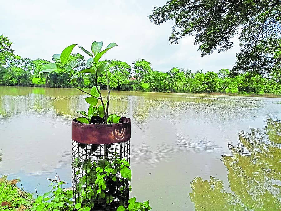 ಕೆರೆಯಂಚಿಗೆ ನಾಟಿ ಮಾಡಿದ ಗಿಡಕ್ಕೆ ಬೇಲಿ ಹಾಕಿರುವುದು