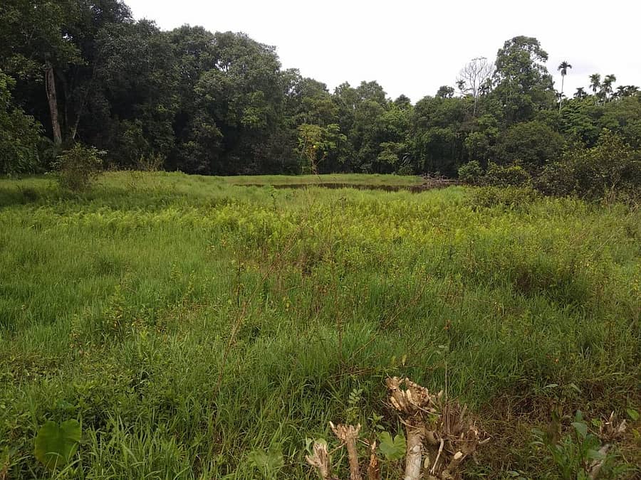 ಶಿರಸಿ ತಾಲ್ಲೂಕಿನ ಕರಸುಳ್ಳಿಯ ಕೊಪ್ಪಳಗದ್ದೆ ಕೆರೆಯಲ್ಲಿ ಹೂಳು ತುಂಬಿ, ಗಿಡಗಂಟಿಗಳು ಬೆಳೆದಿವೆ